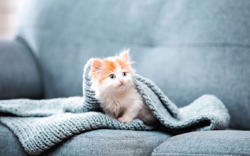 Un hogar adecuado para un gatito